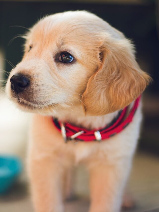 puppy bowl channel, puppy bowl air time, puppy bowl date, watch puppy bowl live, stream puppy bowl online, puppy bowl schedule