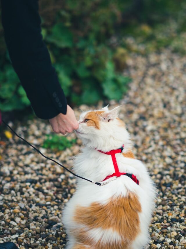 cat harness training, leash train cat, make cat like harness, introduce cat harness slowly, reward cat harness wear, short cat harness sessions, treat cat harness, fun cat harness games