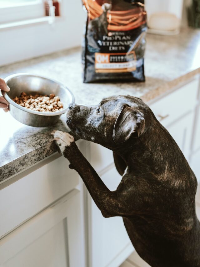 best dog food for weight gain, dog food to gain weight, dog food to gain muscle, underweight dog food, malnourished dog food, high calorie dog food,