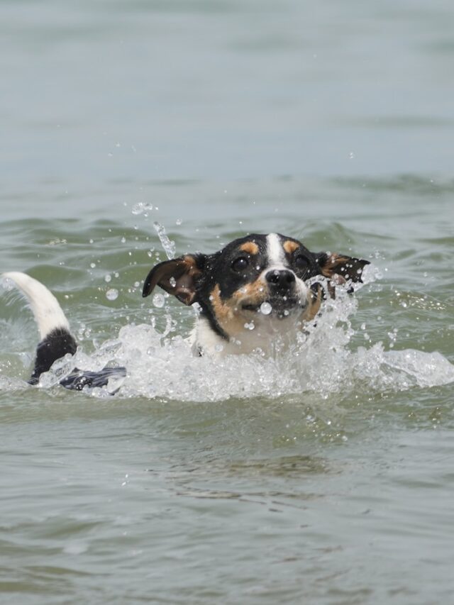 can all dogs swim, best dog swimmers, worst dog swimmers, dogs that can't swim well, swim risks for flat-faced dogs, help dogs learn to swim, dog life jacket importance