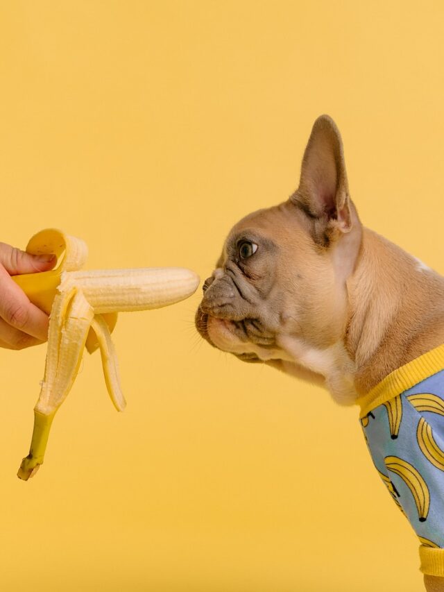 can dogs have bananas, bananas for dogs, bananas safe for dogs, dogs eating bananas video, banana allergies in dogs, can puppies eat bananas, how much banana can dogs eat