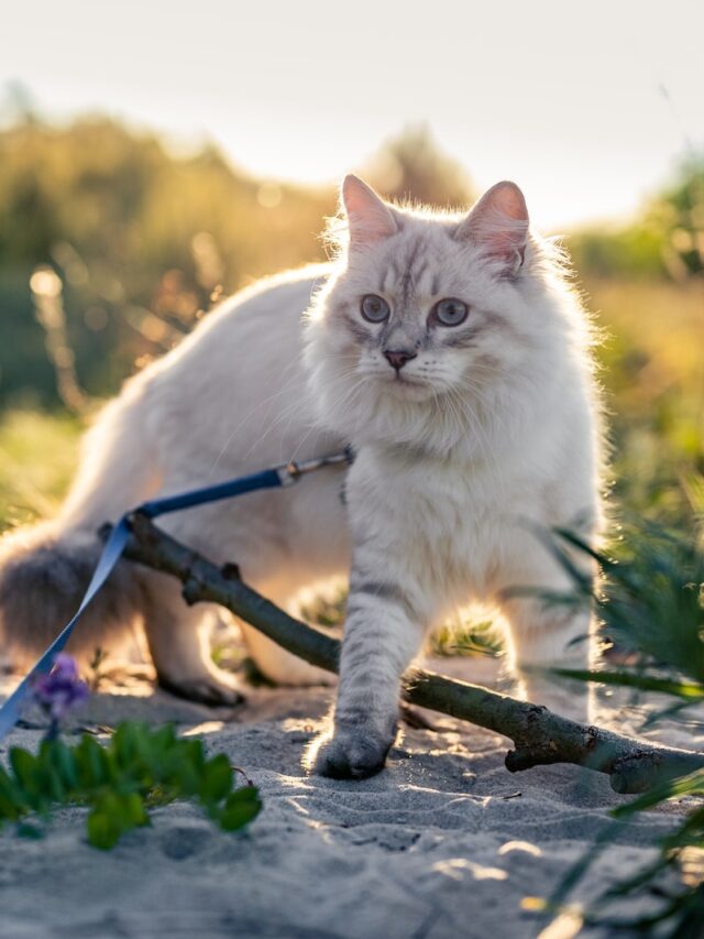 cat follows me everywhere, cat follows me, why cat follows owner, cat follows for safety, cat curiosity follows, cat hungry follows, cat protects territory, cat separation anxiety