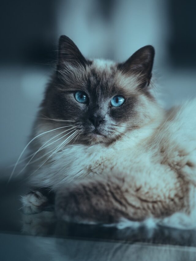 Birman cats, cat breeds, elegant felines, affectionate companions, intelligent pets, playful cats, adaptable breeds, social charm, cat health care, pet ownership,