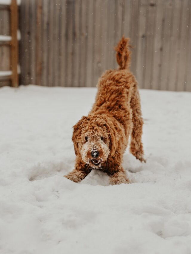 bernese mountain dog snow, bernese mountain dog winter, bernese mountain dog playing, bernese mountain dog cold weather, bernese mountain dog snow zoomies,