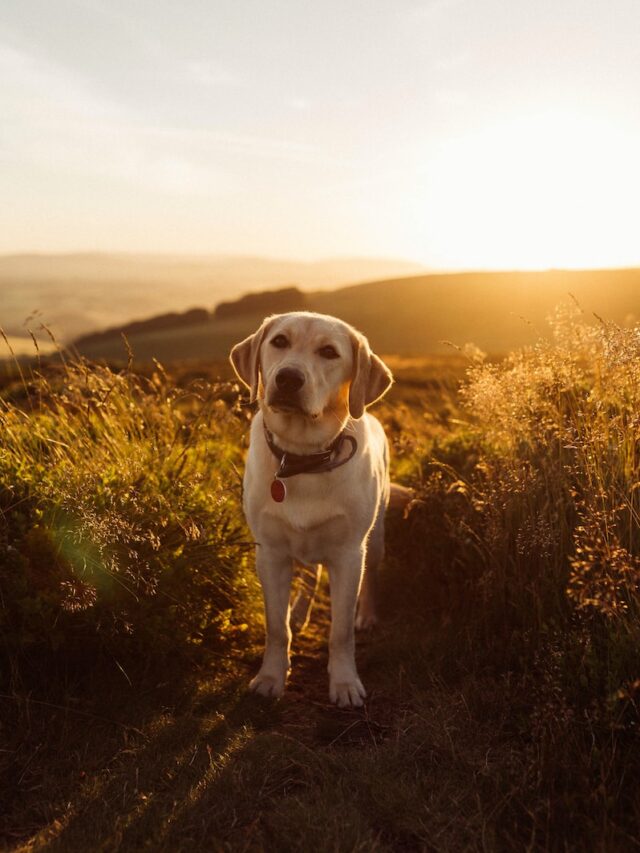 labrador obesity, overweight labrador, labrador weight loss, labrador diet, labrador exercise, labrador health, obese labrador