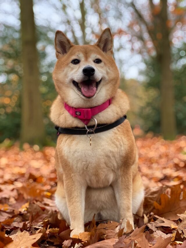 Akita, Characteristics, Care, Powerful, Loyal, Independent, Dignified, Adaptable, Protective, Minimal Grooming,