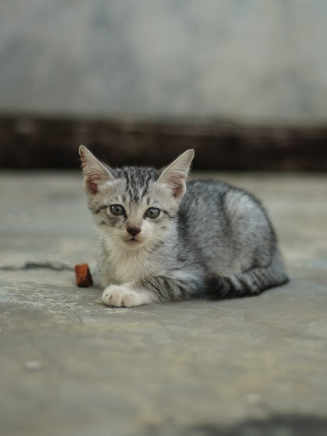 stray cat brings stray home, stray cat helps stray, nice stray cat, caring stray cat