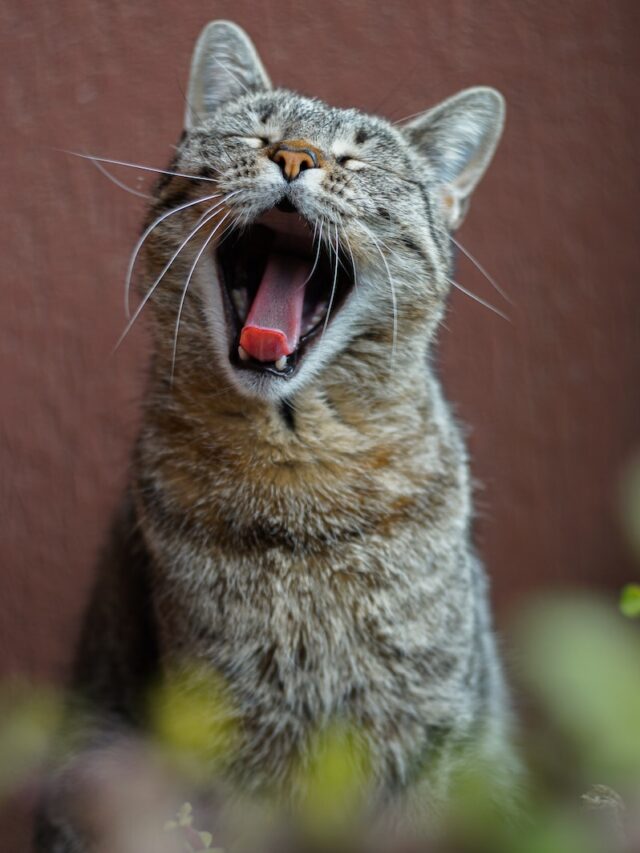 cat yawning reasons, cat yawning meaning, cat yawns stress, cat yawns tired, cat communication