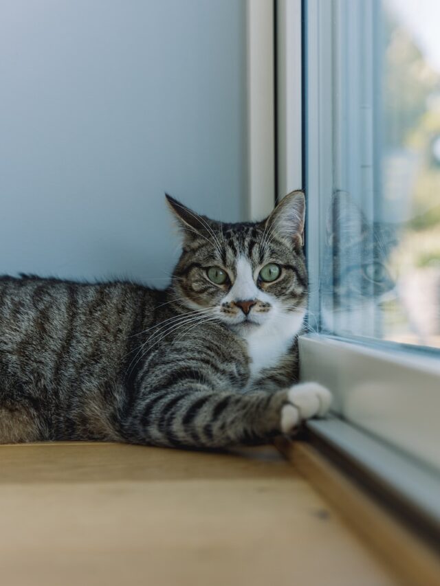 indoor cat insurance, pet insurance indoor cat, cat insurance necessary, insure indoor cat, indoor cat pet insurance, reasons for cat insurance, cat insurance benefits