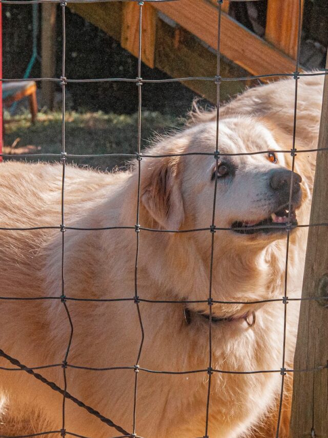 livestock guardian dogs, farm dogs, working dogs, great pyrenees, anatolian shepherd, akbash dog, maremma sheepdog, komondor, kuvasz, tibetan mastiff, polish tatra sheepdog, hungarian pumi, cão de castro laboreiro,