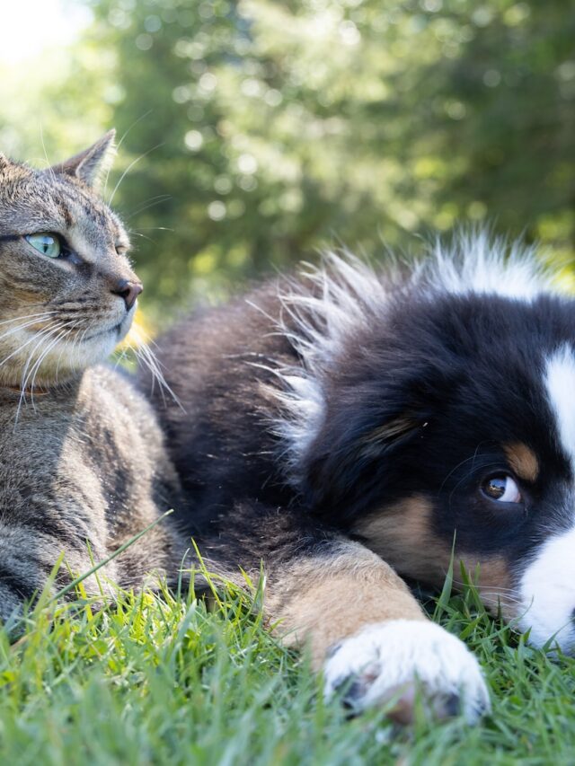 do dogs hate cats, do cats hate dogs, dog scared of cat, cat scared of dog, introducing dog to cat, introducing cat to dog, dogs chasing cats, cats chasing dogs