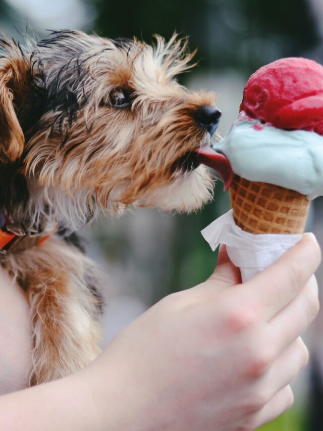 can dogs have ice cream, dogs eating ice cream, give dogs ice cream, ice cream ok for dogs, dog friendly ice cream