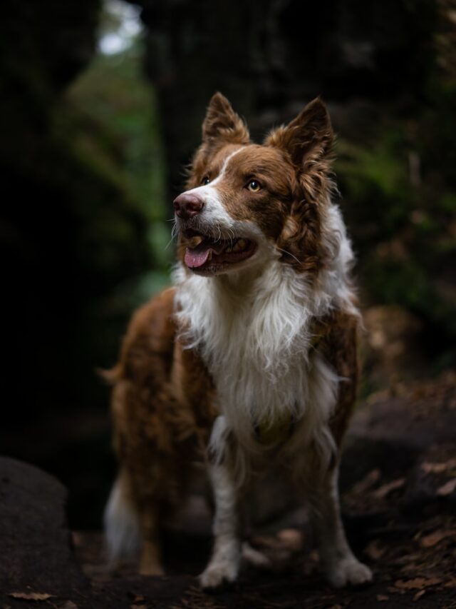 smartest dogs, border collie, poodle, german shepherd, golden retriever, doberman pinscher, shetland sheepdog, labrador retriever, papillon,