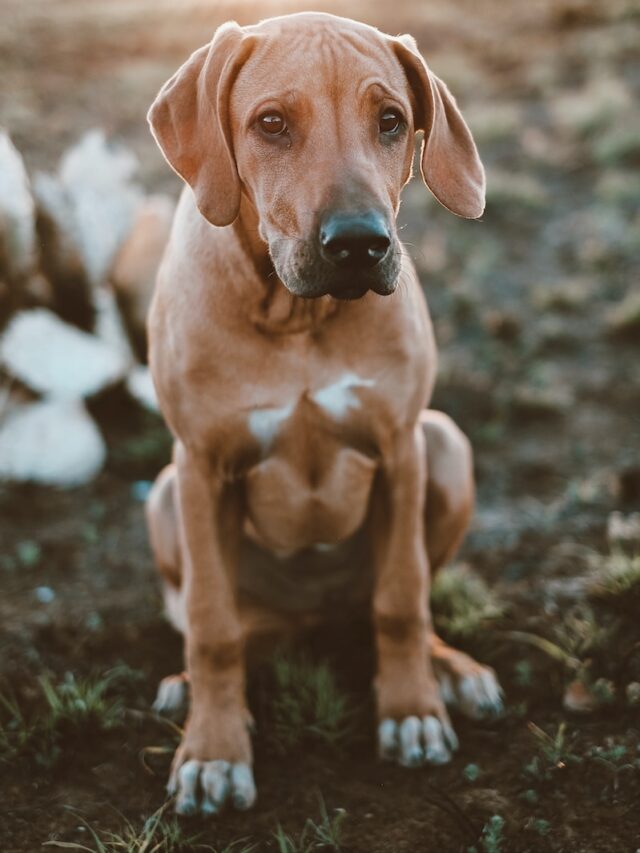 African dog breeds, Basenji, Rhodesian Ridgeback, African Boerboel, Saluki, Basotho Shepherd, Azawakh, Abyssinian Sand Terrier, family guardians, African breeds,