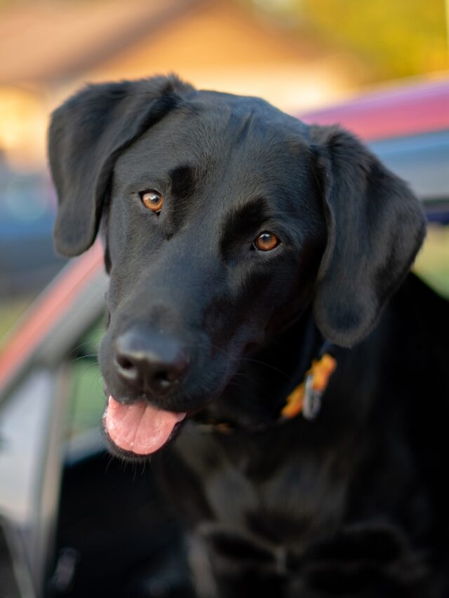 Black dog breeds, Labrador Retriever, German Shepherd, Poodle, Rottweiler, Doberman Pinscher, Great Dane, Cocker Spaniel, family pets,