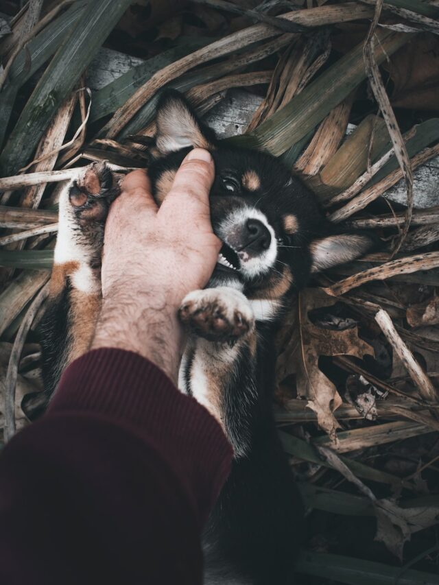 puppy biting training, stop puppy biting, puppy nipping people, puppy bites too much, puppy bites a lot