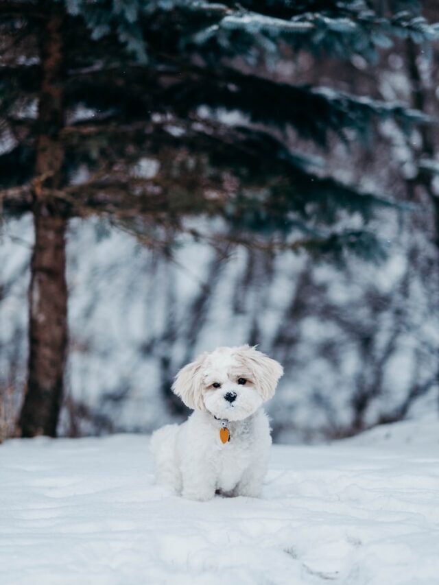 lab mix dogs, lab mixes, smartest lab mixes, lab border collie, lab poodle mix, lab golden retriever mix, lab german shepherd mix, lab collie mix, lab australian shepherd mix, clever lab mixes