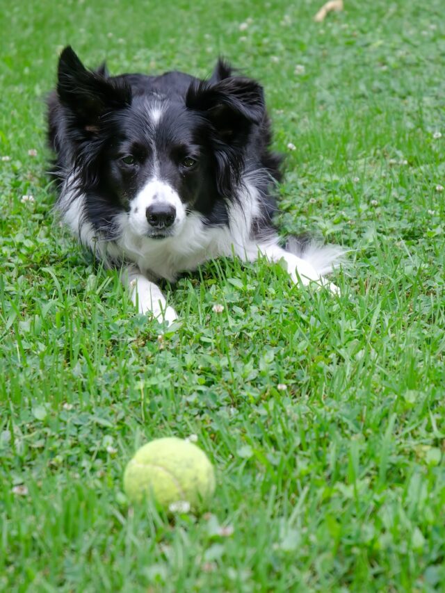 easy to train dogs, most obedient dogs, border collie, australian shepherd, german shepherd, golden retriever, doberman pinscher, shetland sheepdog, labrador retriever