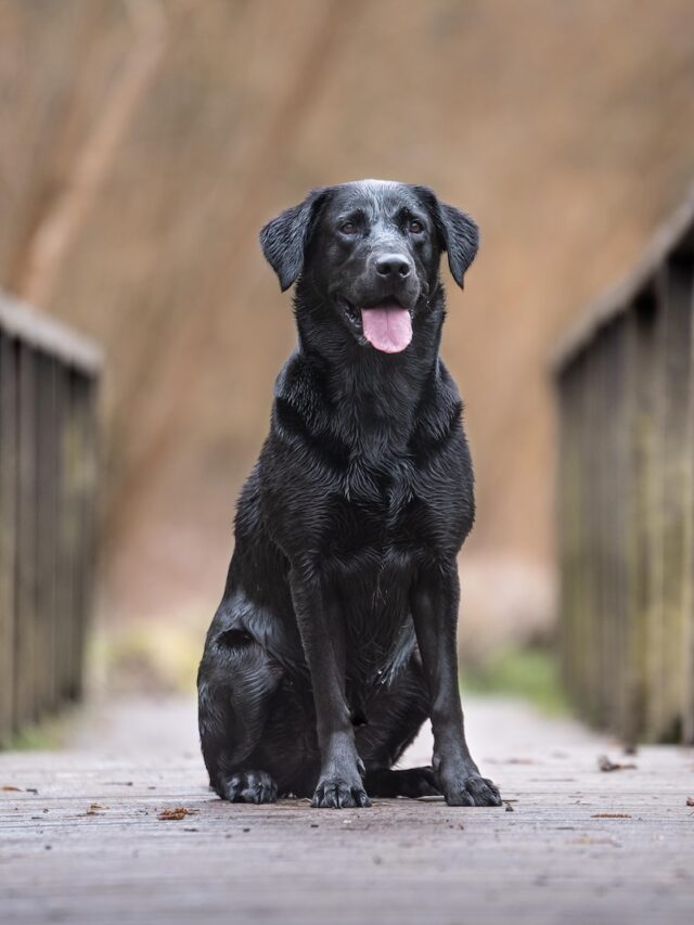 obese labrador, overweight labrador, fat labrador, lab obesity, obese lab treatment, lab weight loss,