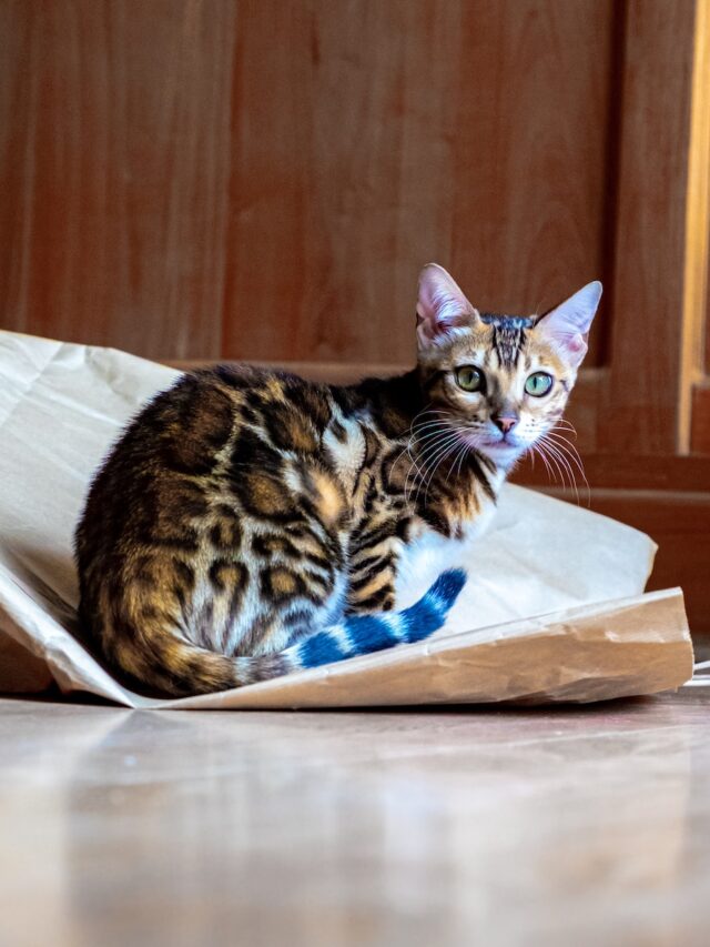 bengal cat, bengal kitten, bengal breed, bengal facts, hybrid cat, exotic cat