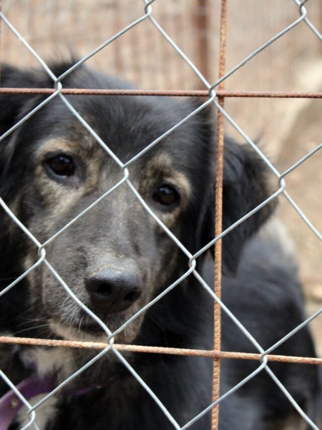 dog in crate too long, how long can dog stay in crate, dog crate duration, legal time for dog in crate, dogs crated too long