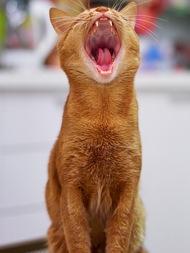 Abyssinian cats, Cat breeds, Agile felines, Intelligent cats, Social companions, Shorthaired cats, Curious pets, Energetic cats, Affectionate companions, Cat enthusiasts,