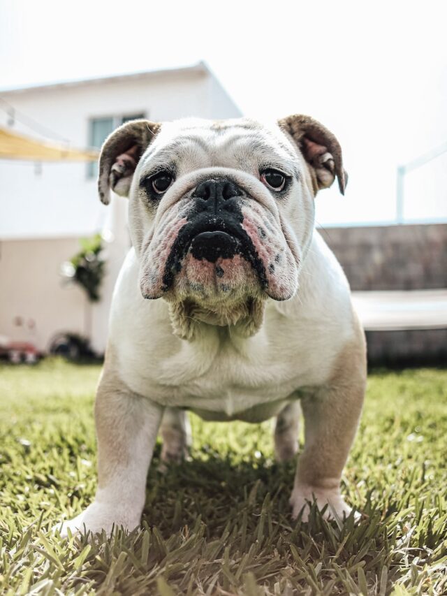 bulldog facts, english bulldog facts, bulldog history, bulldog information, bulldog dogs, dog breeds