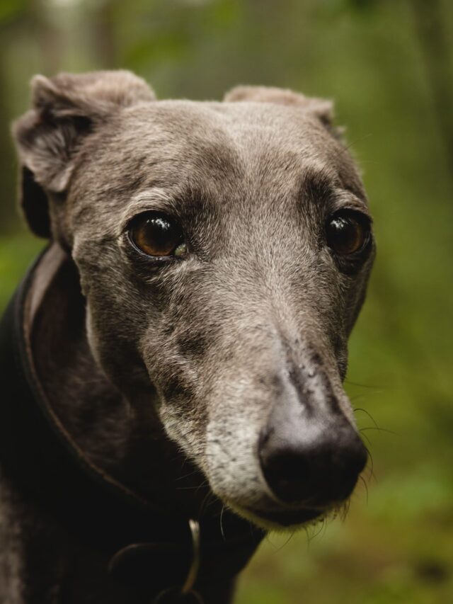 greyhound dogs, greyhound facts, greyhound breed, retired racing greyhounds, adopt greyhound