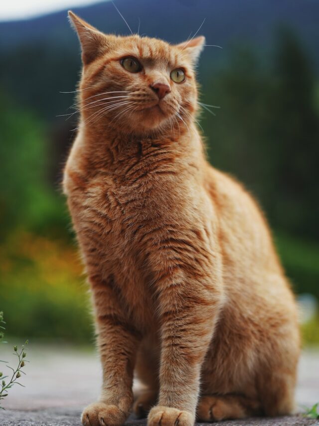 orange cat breeds, orange tabby cat breeds, orange maine coon cat, orange turkish van cat, orange european shorthair cat, orange american shorthair cat, orange british shorthair cat