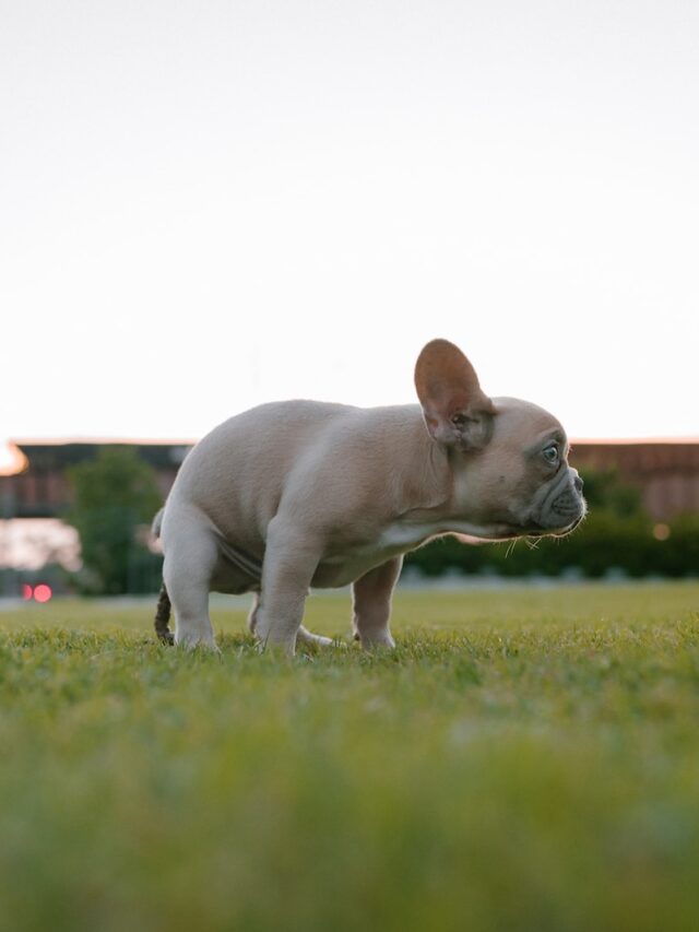 Dogs, Dog Peeing, Canine Behavior, Excitement, Fear, Physiology, Social Submissiveness, Excitement Overload, Fearful Responses, Training Techniques, Regular Bathroom Breaks, Vet Consultation,