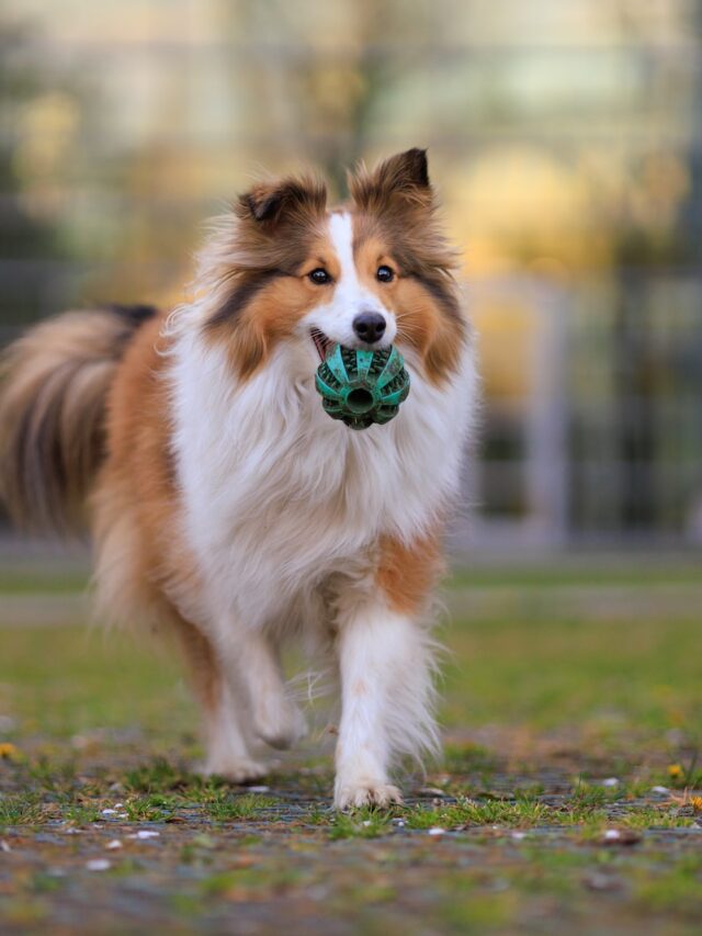 long living dogs, longest living dogs, longest living dog breeds, dogs that live the longest, small long living dogs, large long living dogs,