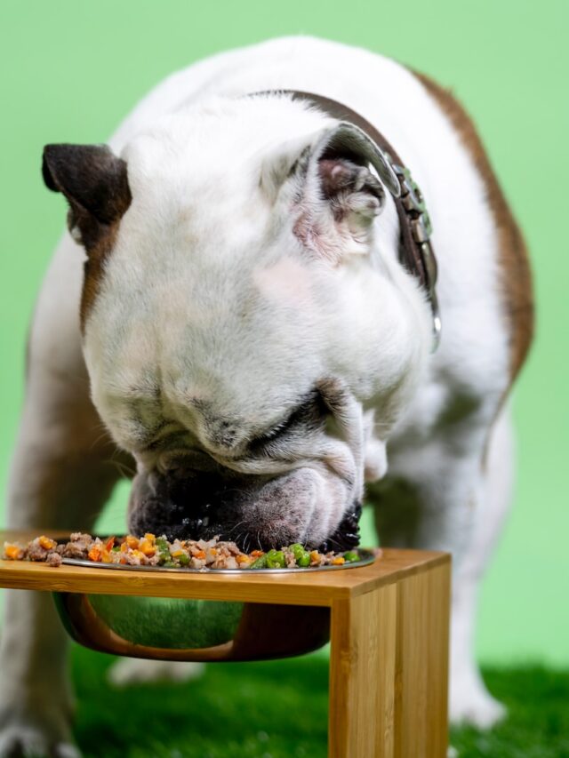 adult dogs eat puppy food, puppy food for adult dogs, can adults have puppy food, difference between puppy and adult dog food, risks of puppy food for adults