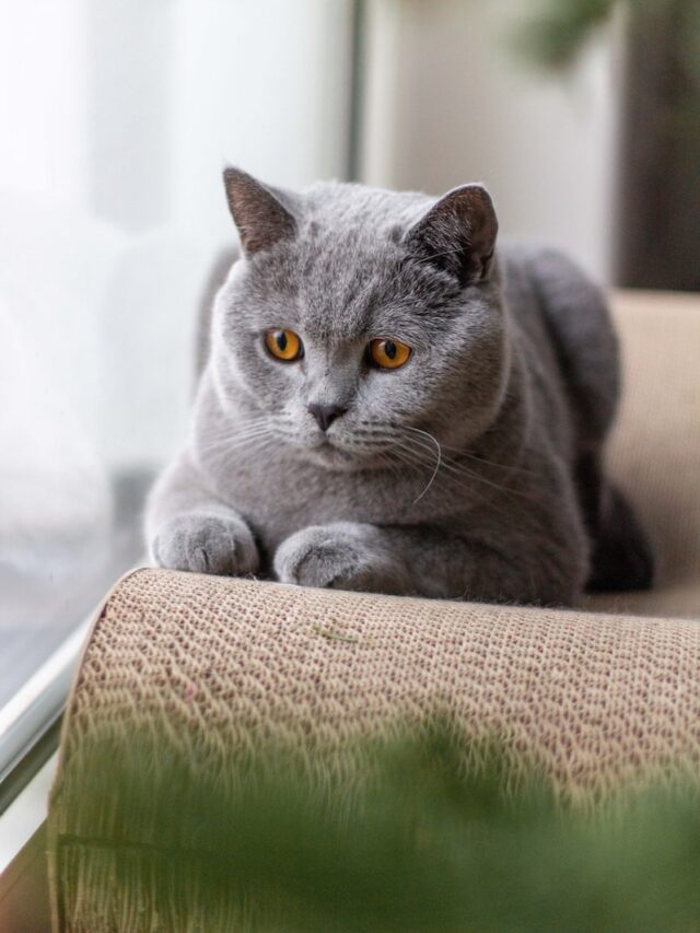 British Shorthair cats, cat breeds, regal felines, affectionate companions, playful cats, intelligent pets, adaptable breeds, social charm, cat health care, pet ownership,