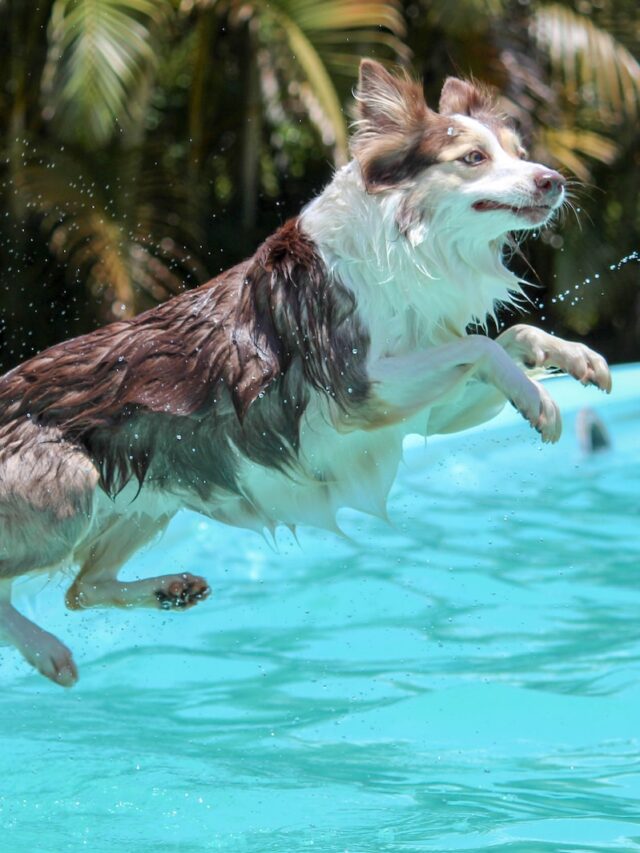 teach dog to swim, dog swimming lessons, train dog water, dog paddle, dog swim training ,