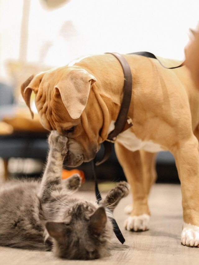 cats, dogs, friendship, compatibility, introduction, body language, supervision, safe spaces, gradual integration, celebrate success, pet companionship,