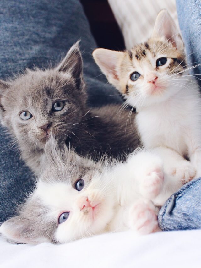 how many kittens born, cat litter size, average kittens in litter, cat litter number range, number kittens cat birth