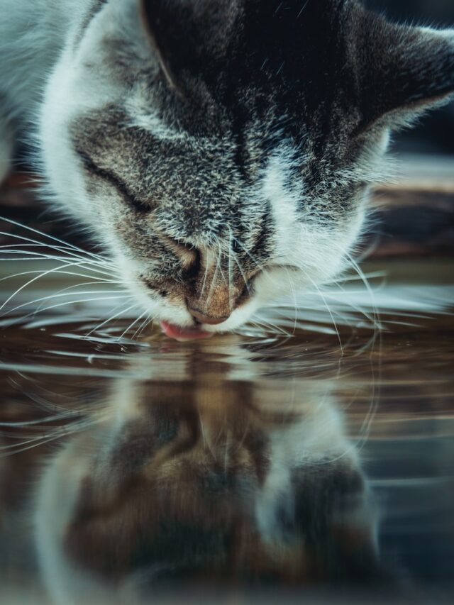 why cats hate water, cats dislike water reasons, cats afraid of water, cats water fear instinct, cat water aversion explanation