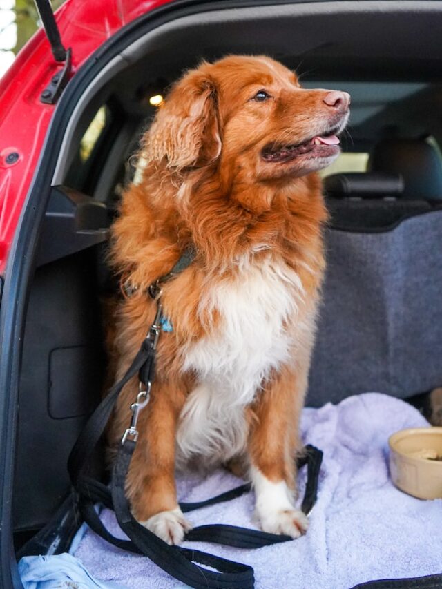 dog travel accessories, dog travel gear, dog travel supplies, traveling with dog accessories, road trip dog accessories, flying with dog accessories