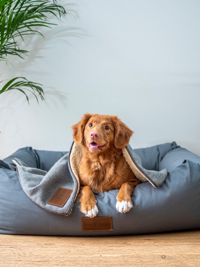 dog beds, dog bed types, comfortable dog beds, best dog beds, large dog beds, small dog beds, orthopedic dog beds, calming dog beds, washable dog beds, cozy dog beds, budget-friendly dog beds,