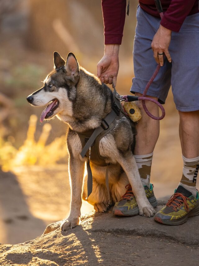 hiking with dogs, hiking dog tips, dog hiking guide, hiking dog training, dog hiking prep