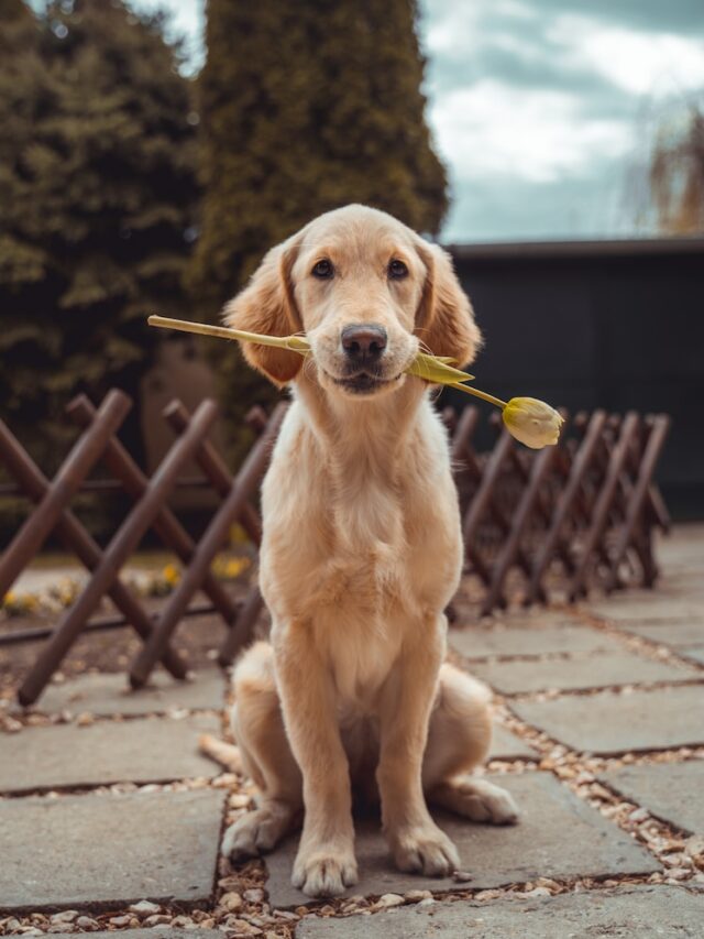 not enough dog affection, dog needs more affection, dog demands more attention