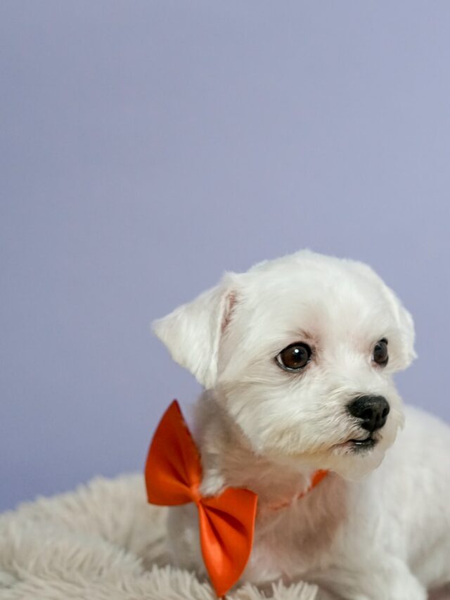 small dogs for apartments, apartment dogs, yorkie, maltese, poodle, pug, shih tzu, brussels griffon, havanese, frenchie,