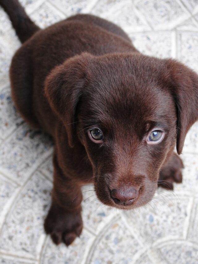 dogs with webbed feet, dog breeds with webbed paws, swimming dogs, chesapeake bay retriever, portuguese water dog, field spaniel, german wirehaired pointer, nova scotia duck tolling retriever, otterhound, newfoundland