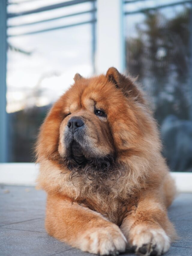 teddy bear dogs, cutest dogs, dog breeds that look like teddy bears, fluffy dogs, poodle, chow chow, keeshond, pomeranian, samoyed, american eskimo dog, shih tzu