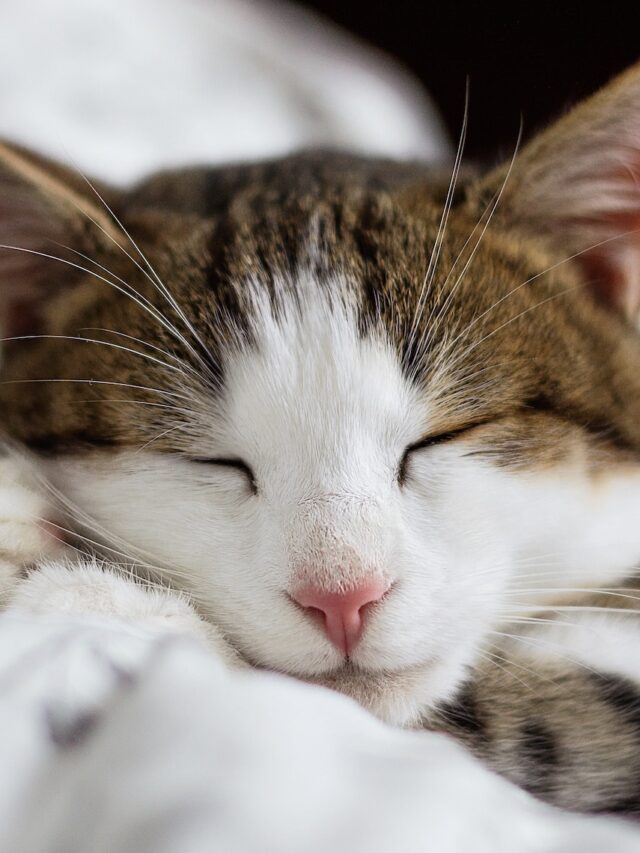 cat dreams, do cats dream, cat sleep REM, cat sleep twitching, cat nightmares, cat sleep health