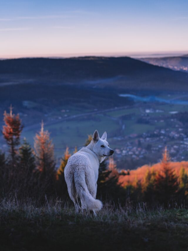 dog howling, canine communication, pet care, understanding dogs, dog behaviors, pet parenting, interpreting dog signals, dog expressions, dog vocalization, animal behavior,