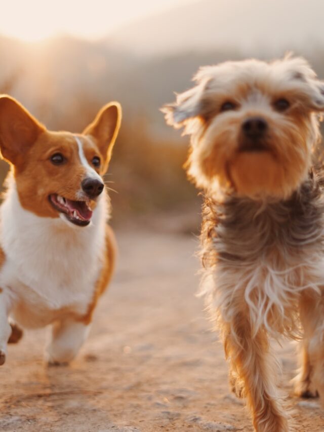 dog rolling, scent masking, territorial marking, itching relief, self-grooming, cooling off, sensory delight, excessive rolling, canine quirks, human-dog bond, canine nature, continuous learning,