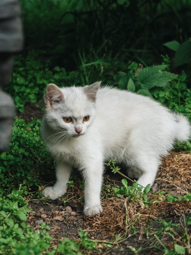 rare cat colors, unusual cat colors, odd cat colors, rare cat patterns, rare cat coat patterns, unusual cat markings, odd eye color cats