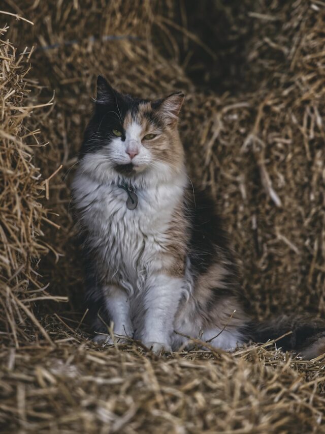 Male calico cats, calico cat colors, rare cat genetics, feline coat patterns, calico cat traits, calico cat gender, calico cat mystery, cat color genetics, male calico rarity, calico cat facts,