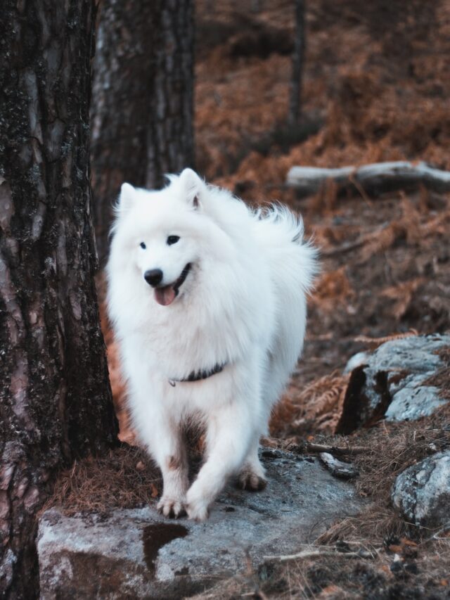 white dogs, white dog breeds, white coated dogs, dogs with white fur, white fur dog breeds,